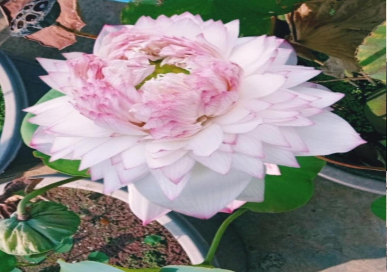 Raelyn'S Homestay Kochi Eksteriør bilde