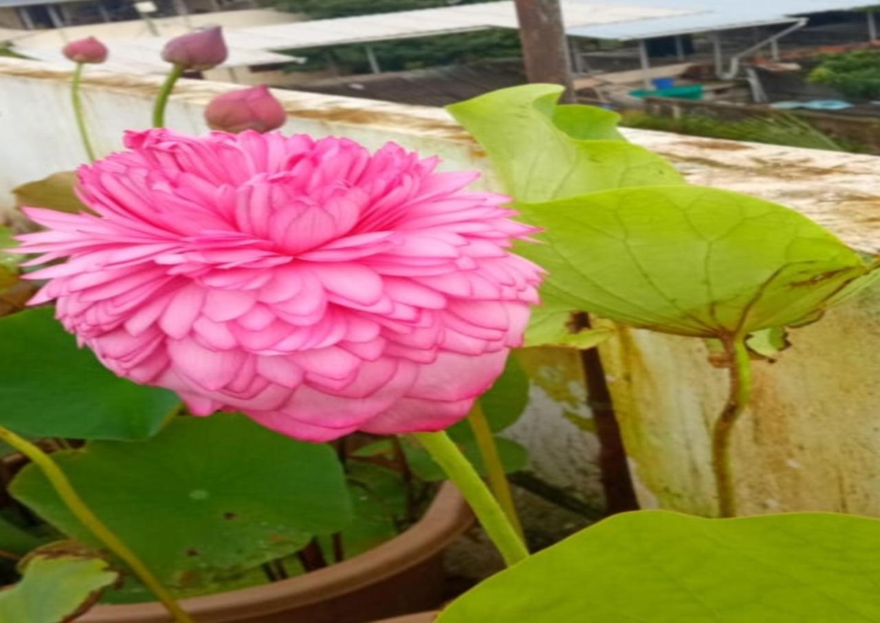 Raelyn'S Homestay Kochi Eksteriør bilde